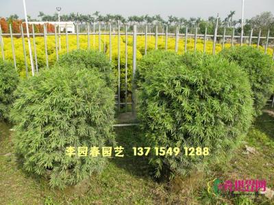 多花红千层球